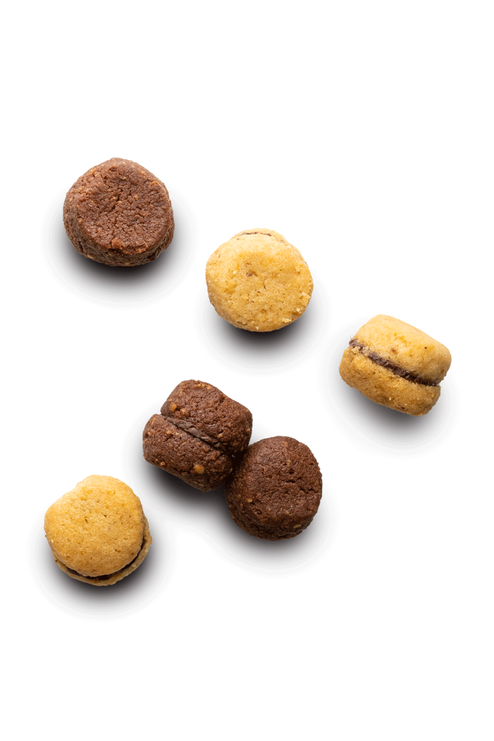 BACI-CORILU_MAIN.png